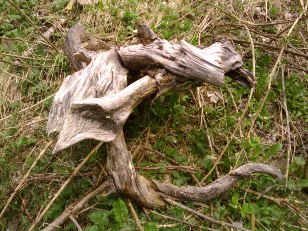 Archäwolpterix Archäwolpterix