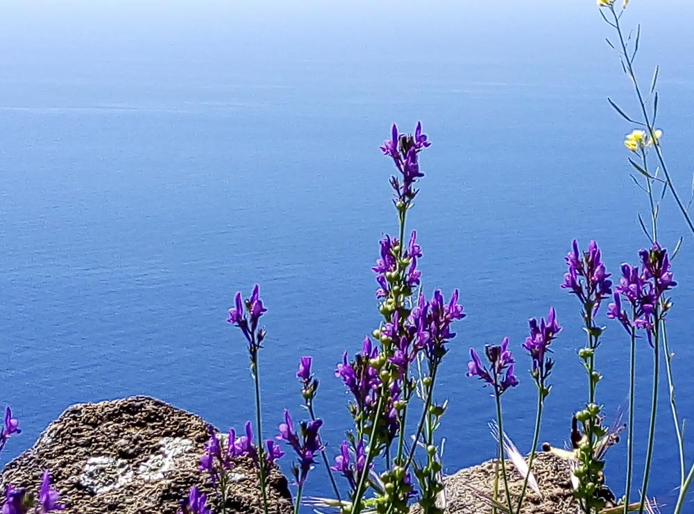 Alicudi Blumen Meer Alicudi Blumen Meer