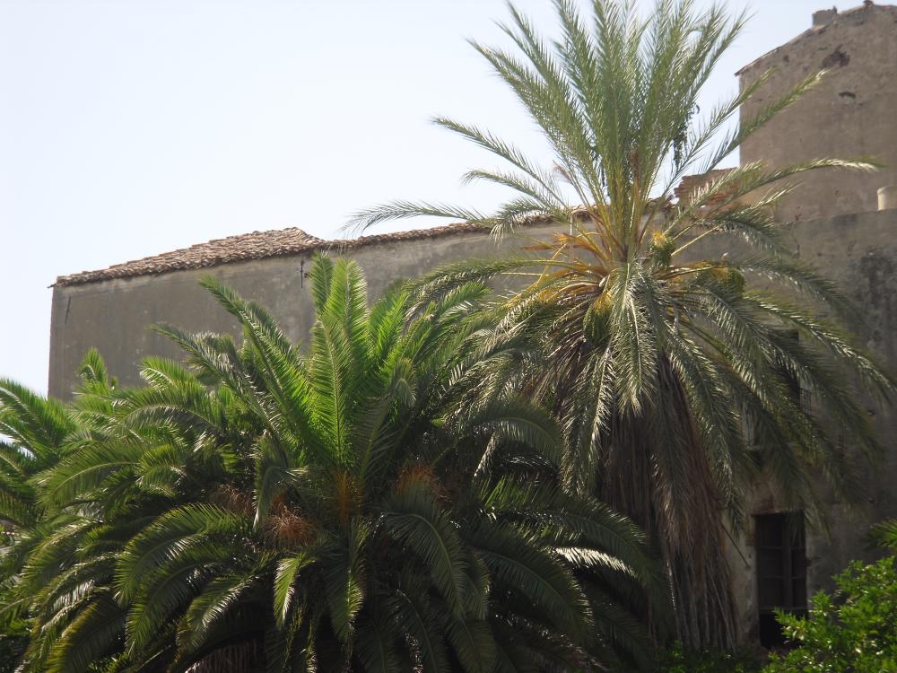 Palme in Sardegna